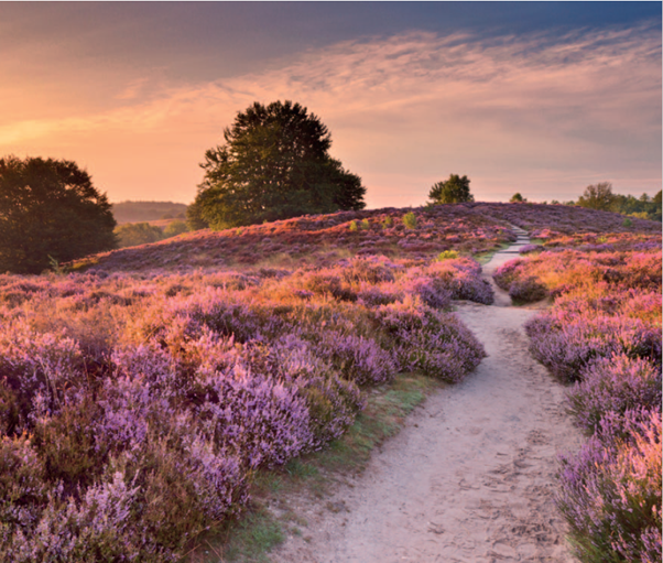 Veluwedagen 2024 image